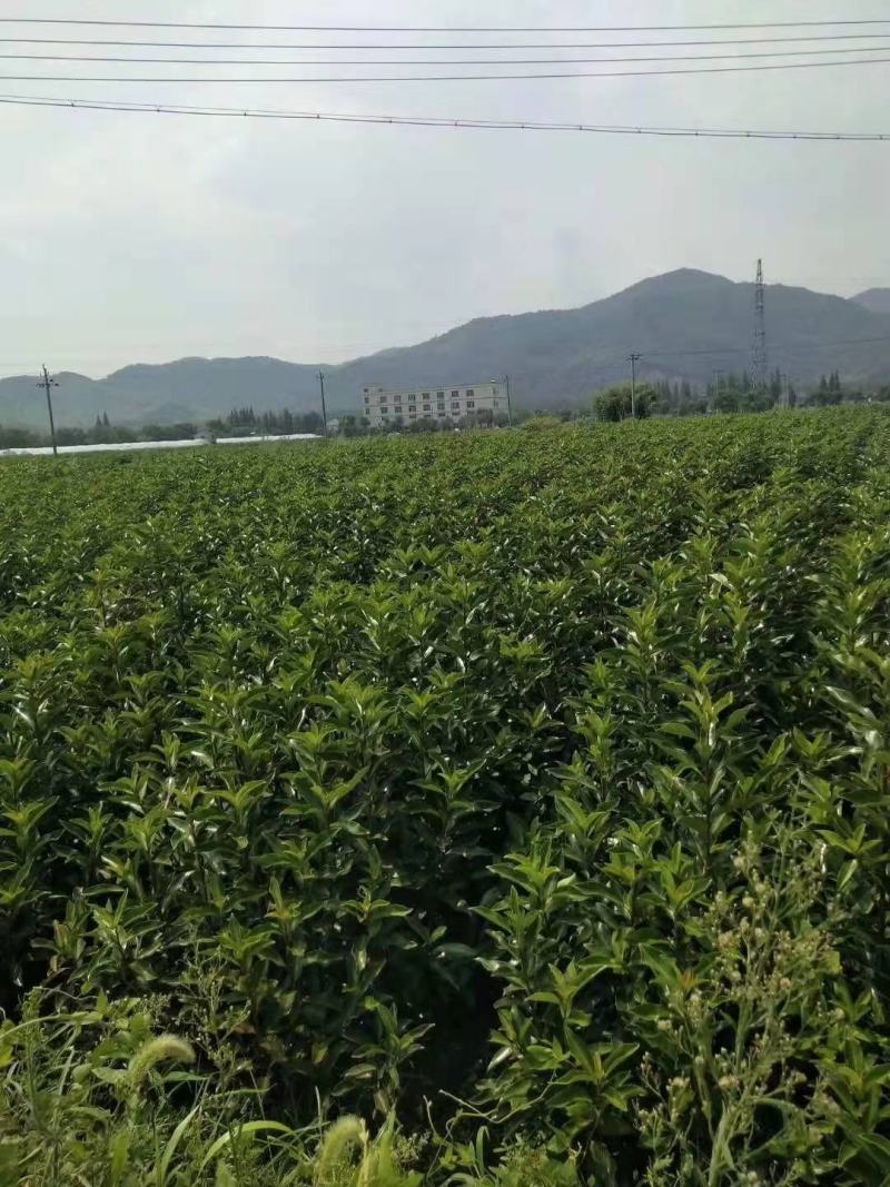 新采法国冬青种子工程绿化园林种植大叶冬青小叶冬青