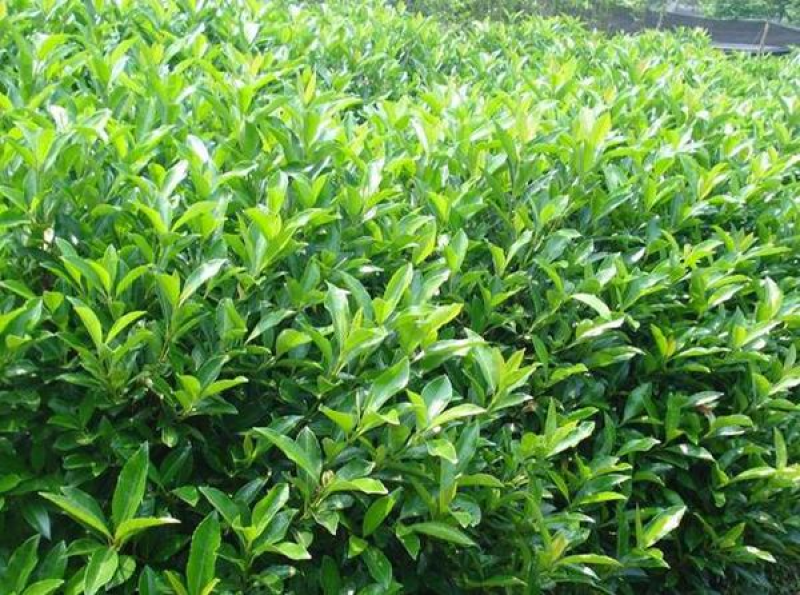 新采法国冬青种子工程绿化园林种植大叶冬青小叶冬青