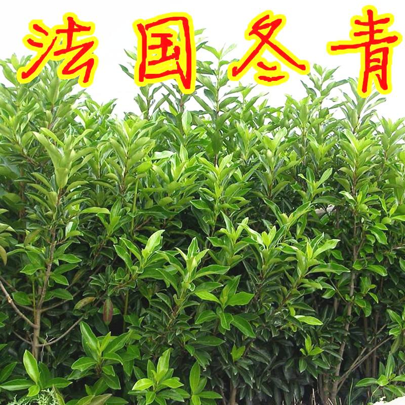 新采法国冬青种子工程绿化园林种植大叶冬青小叶冬青