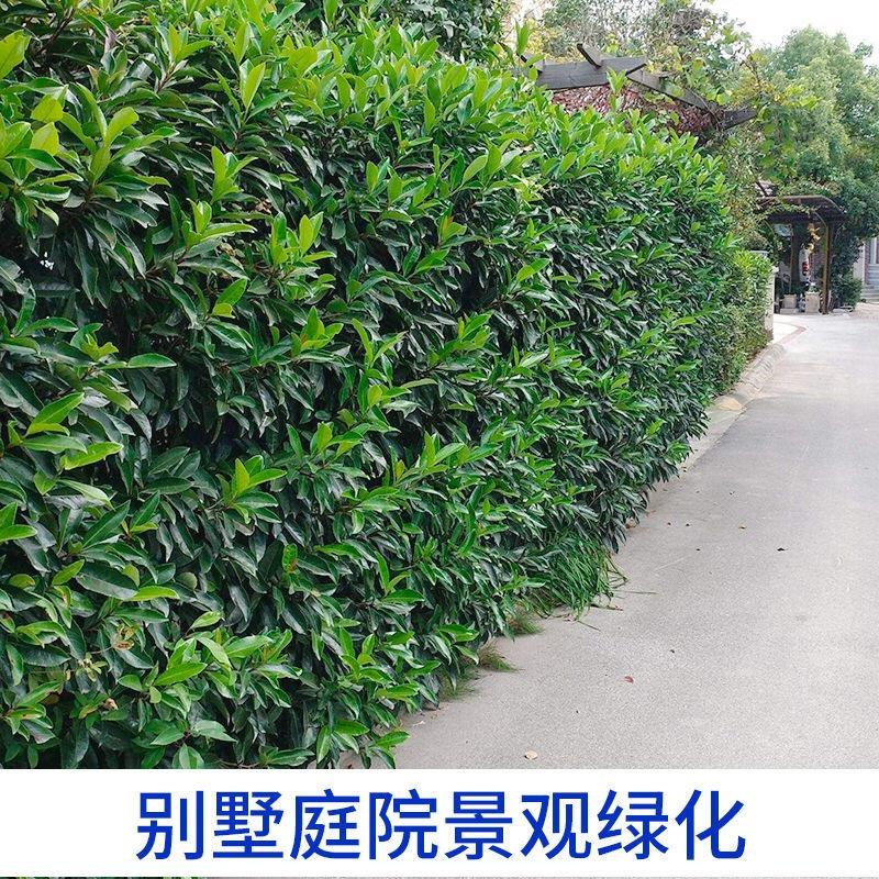 新采法国冬青种子工程绿化园林种植大叶冬青小叶冬青