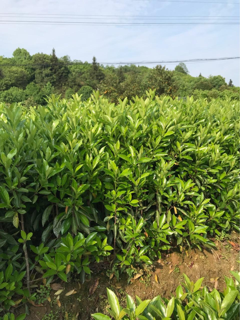 新采法国冬青种子工程绿化园林种植大叶冬青小叶冬青
