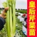 【芹菜苗】法国皇后芹菜苗基地直供品质保证包技术包售