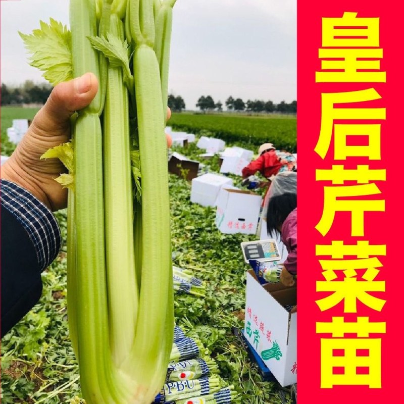 【芹菜苗】法国皇后芹菜苗基地直供品质保证包技术包售