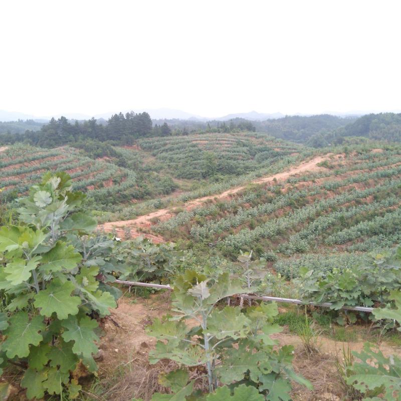 百吨含量高湖南种植品种非野生博落回号筒杆