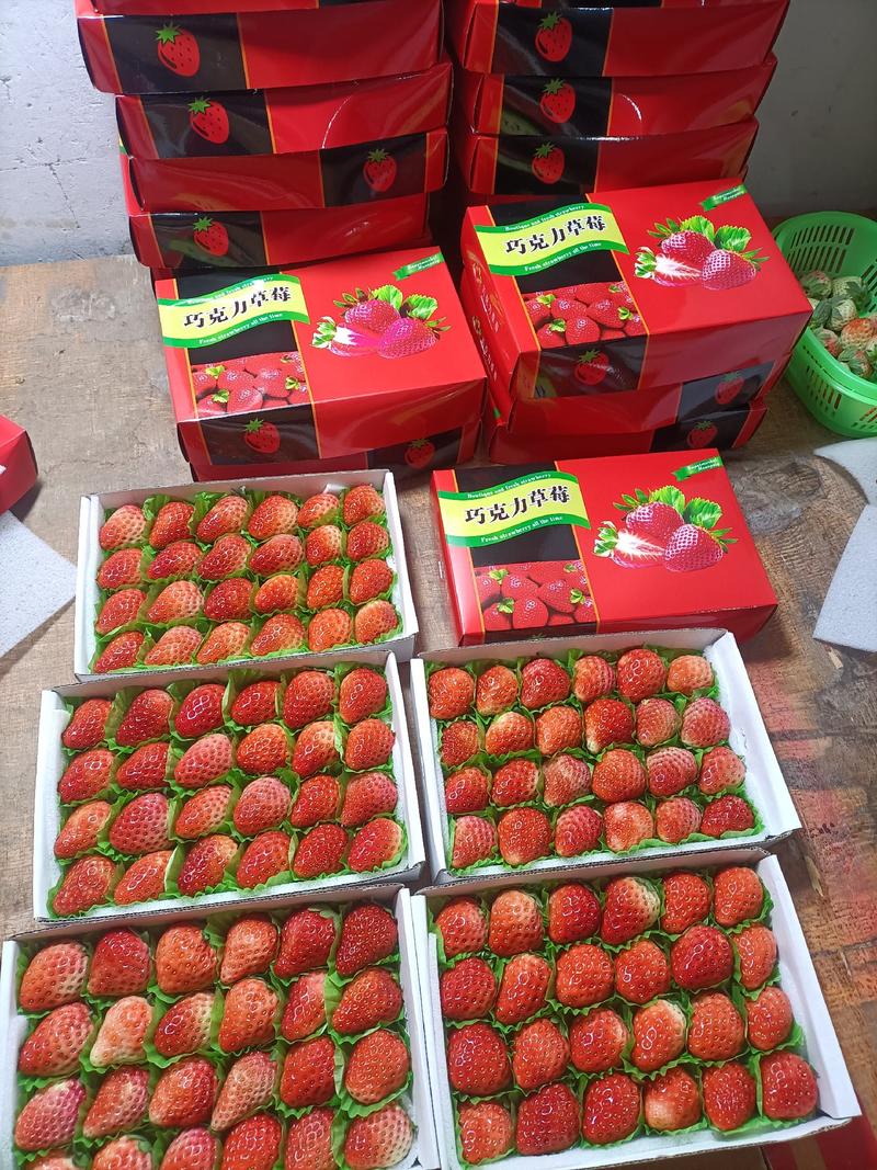 安徽红颜草莓蛋糕店专用，欢迎广大客户选购