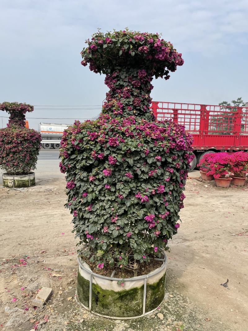 景观造型三角梅，动物造型，柱形，自然形，各种规格造型，