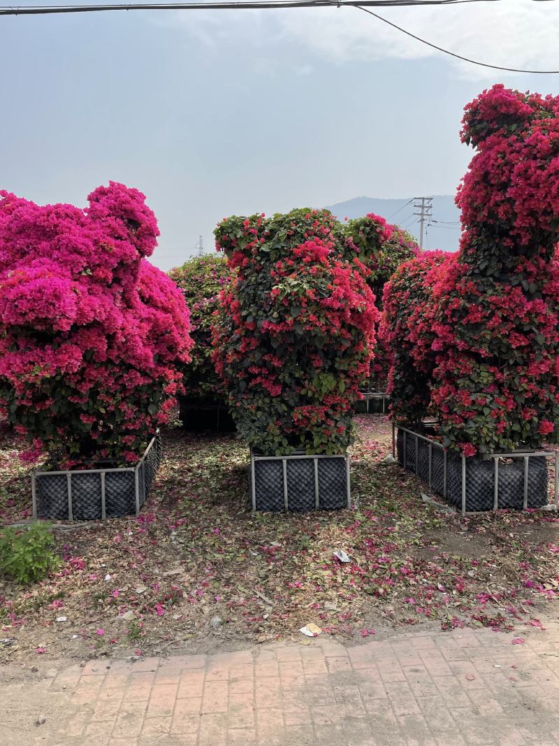 景观造型三角梅，动物造型，柱形，自然形，各种规格造型，