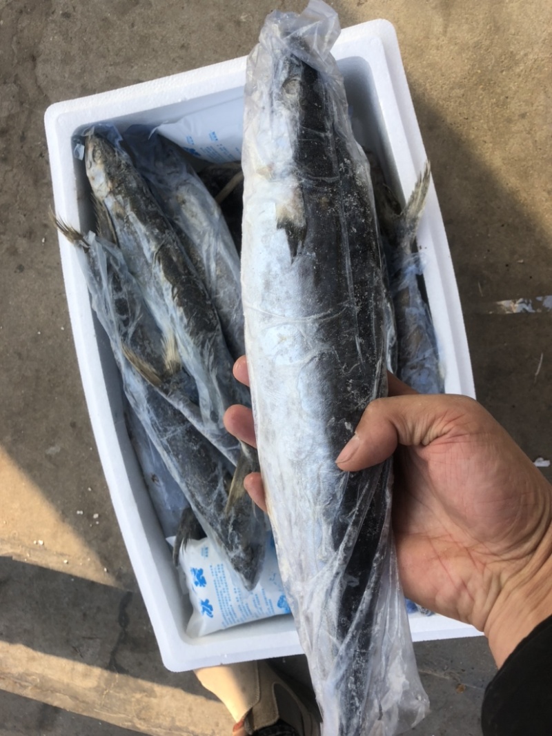 马鲛鱼新鲜单冻马鲛鱼新鲜速冻海捕马鲛鱼