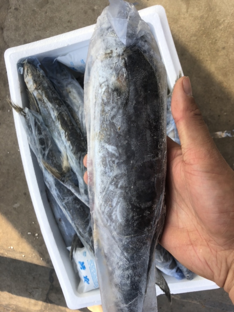 马鲛鱼新鲜单冻马鲛鱼新鲜速冻海捕马鲛鱼