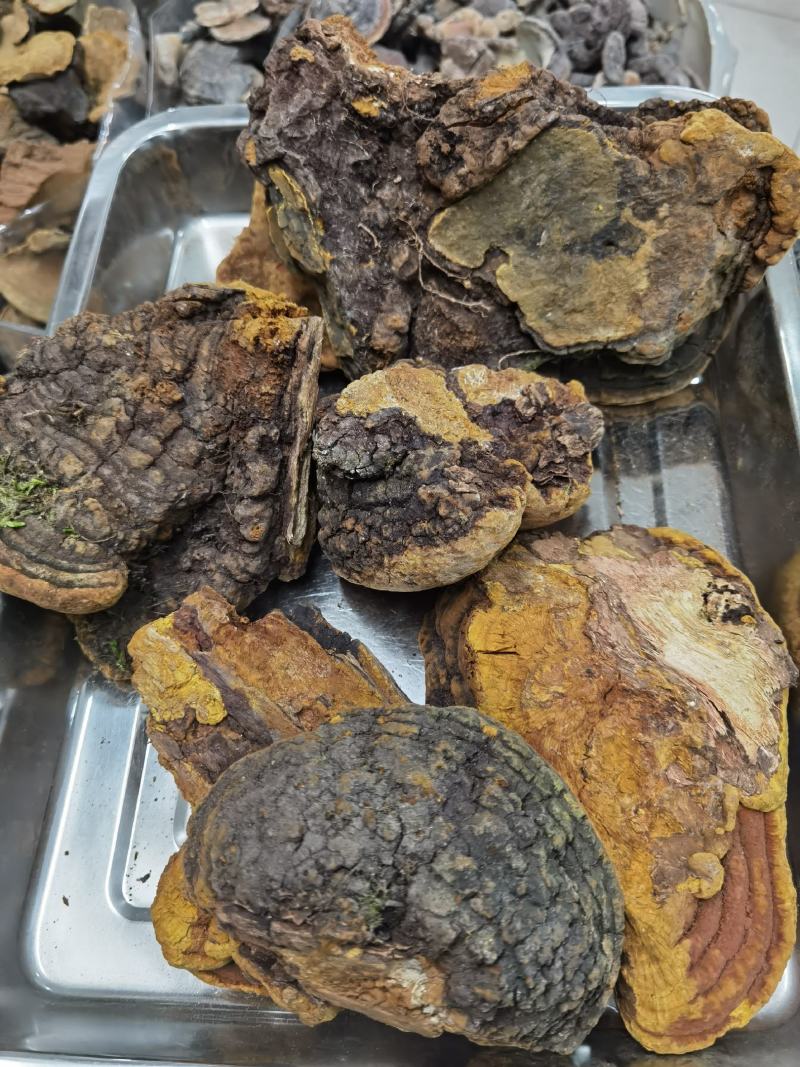 西藏野生紫油黄天然野生紫油黄一手货源质量保证一公斤起包邮
