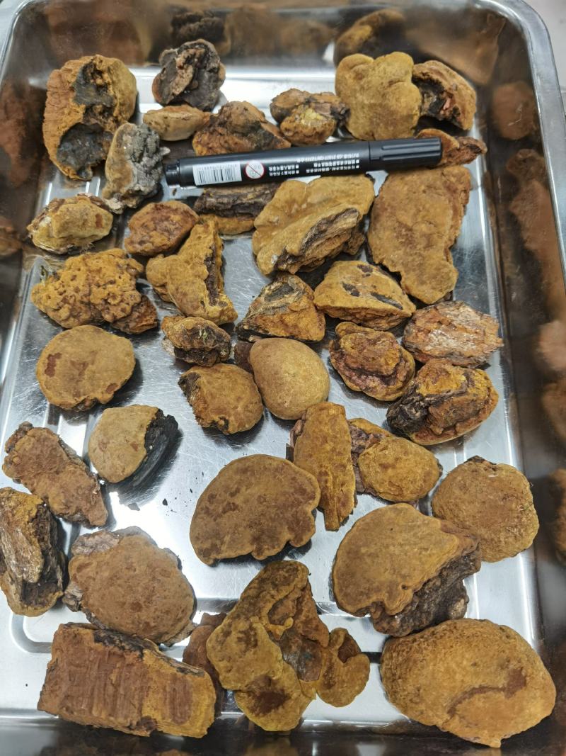 西藏野生紫油黄天然野生紫油黄一手货源质量保证一公斤起包邮