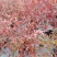 蓝天竹地苗，兰天竹16杯，蓝天竹地笼子