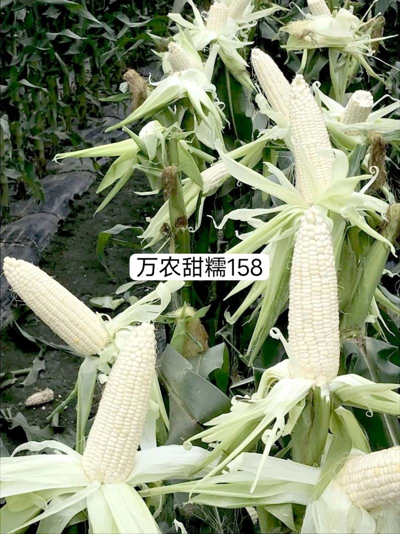 万农甜糯白甜加糯玉米种子矮杆特糯甜鲜食玉米种子特大棒