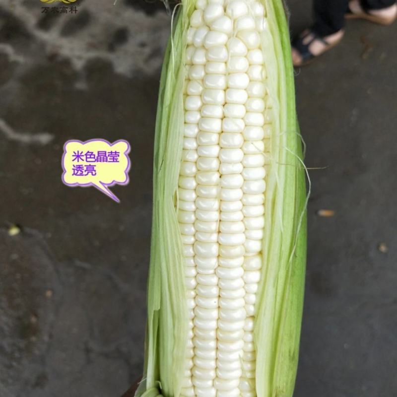 万农甜糯白甜加糯玉米种子矮杆特糯甜鲜食玉米种子特大棒