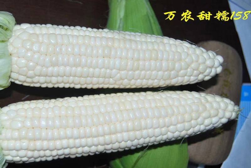 万农甜糯白甜加糯玉米种子矮杆特糯甜鲜食玉米种子特大棒