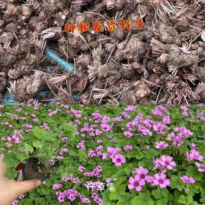 红花酢浆草种球炸酱草花苗四季开花紫叶草室外庭院耐热耐寒