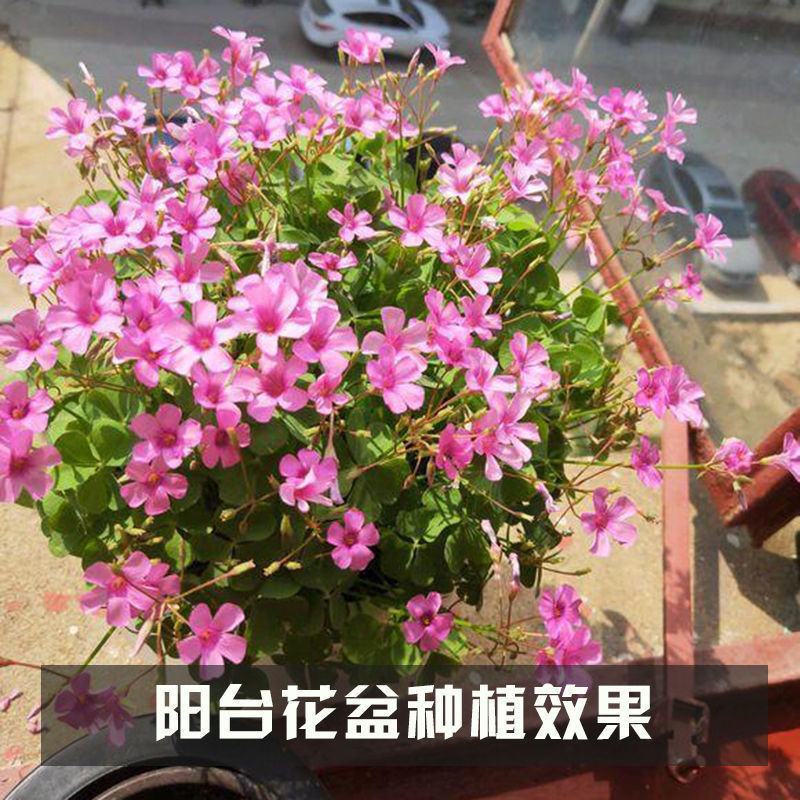 红花酢浆草种球炸酱草花苗四季开花紫叶草室外庭院耐热耐寒
