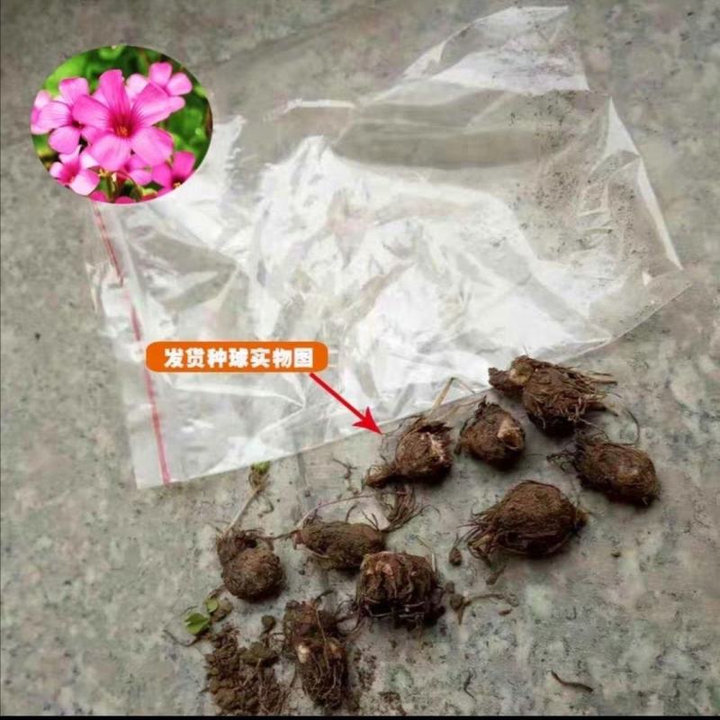 红花酢浆草种球炸酱草花苗四季开花紫叶草室外庭院耐热耐寒