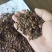 烘干苹果渣，过筛，无脱胶，含膳食纤维