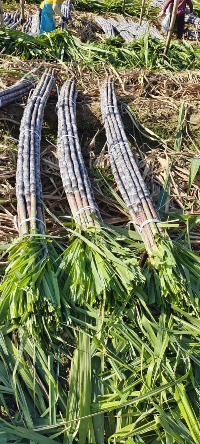 《精品》黑皮黄皮甘蔗大量上市中，保质保量，产地直销，
