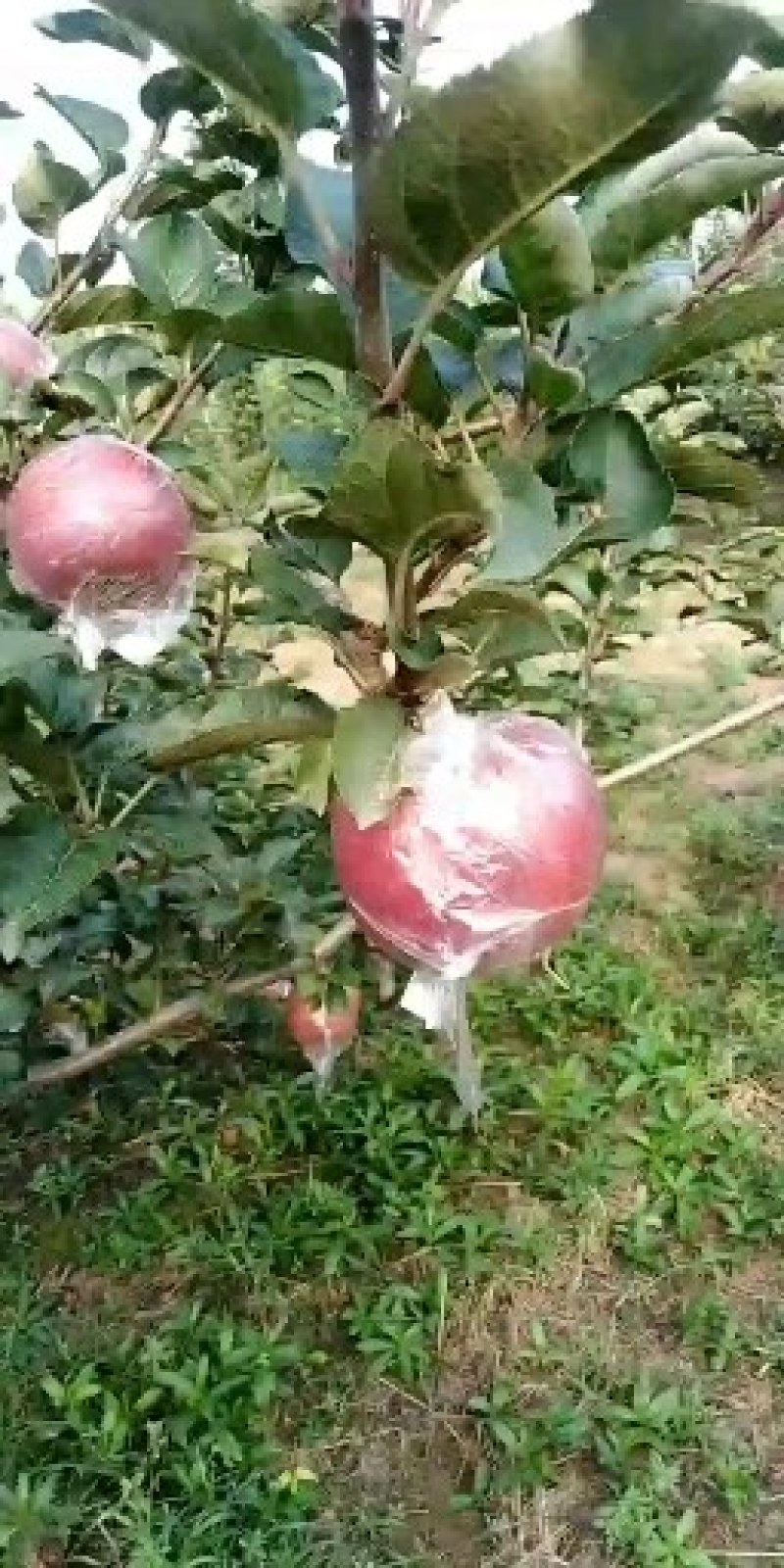 国红苹果