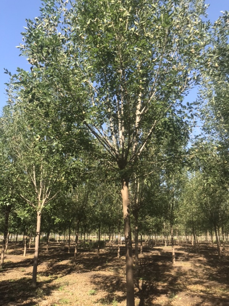 10公分白蜡12公分白蜡8公分白蜡土球发帽裸根截杆