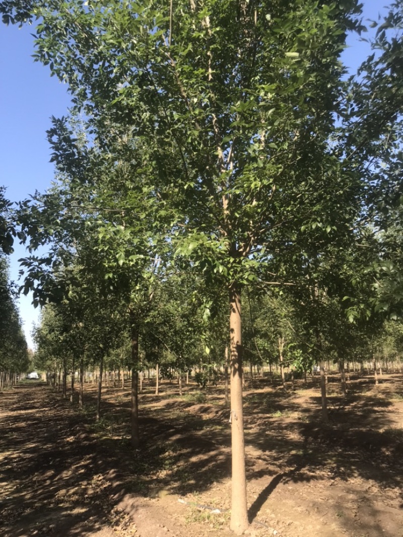 10公分白蜡12公分白蜡8公分白蜡土球发帽裸根截杆