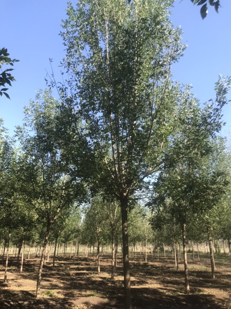 10公分白蜡12公分白蜡8公分白蜡土球发帽裸根截杆