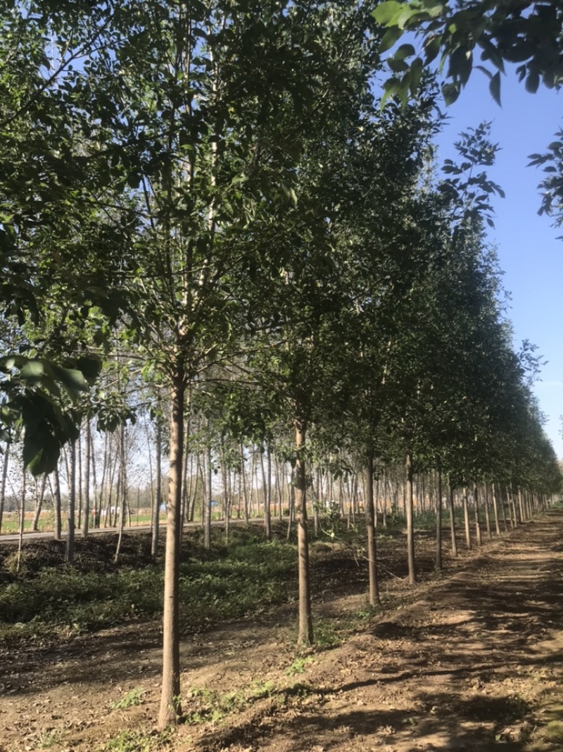 10公分白蜡12公分白蜡8公分白蜡土球发帽裸根截杆