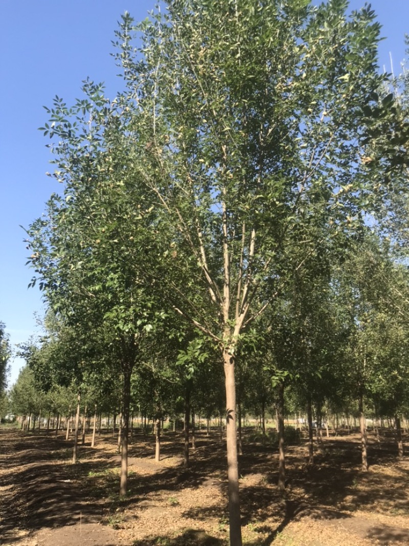 10公分白蜡12公分白蜡8公分白蜡土球发帽裸根截杆