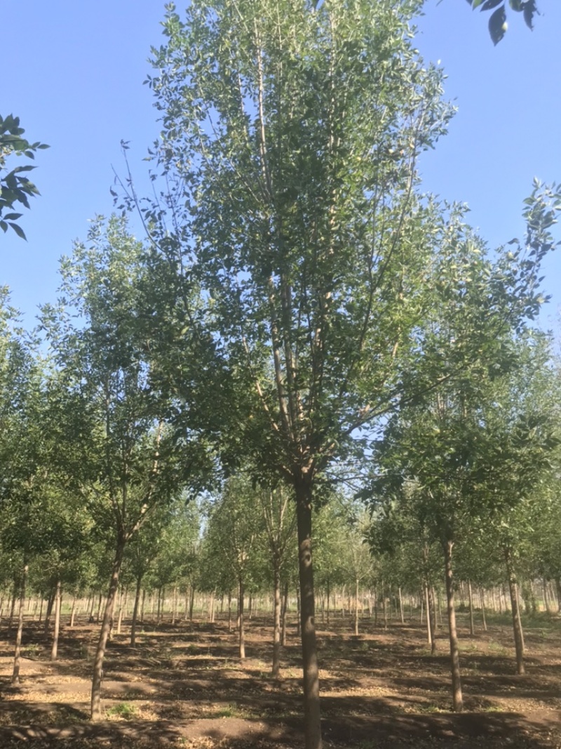 10公分白蜡12公分白蜡8公分白蜡土球发帽裸根截杆
