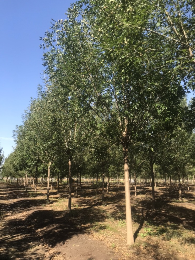 10公分白蜡12公分白蜡8公分白蜡土球发帽裸根截杆