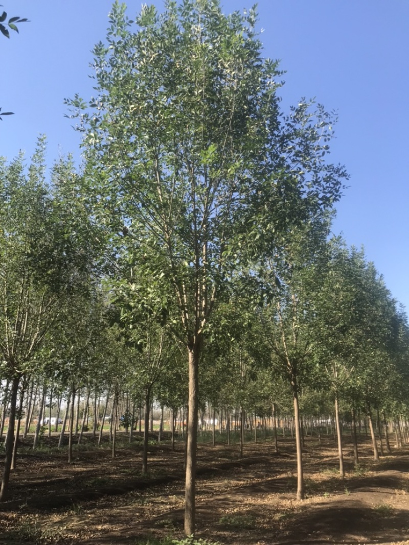 10公分白蜡12公分白蜡8公分白蜡土球发帽裸根截杆