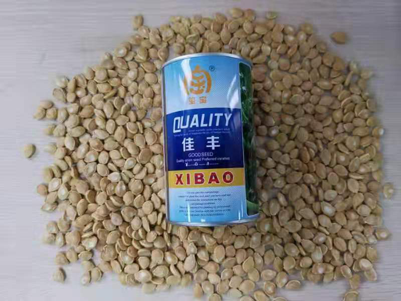 包邮大小麻子黑贝贝南瓜板栗南瓜种子原种日本惠和