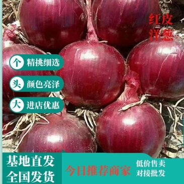 甘肃红皮洋葱，品质可靠，货源充足，产地装货，欢迎前来选购