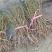 刺梨苗贵龙5号两年挂果裸根发货大量供应提供种植技术