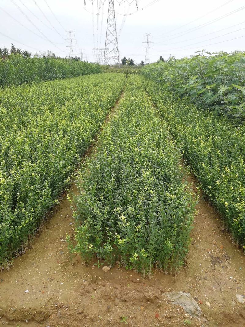 桔壳苗枸橘苗药用桔壳苗批发优质嫁接橘子苗砧木