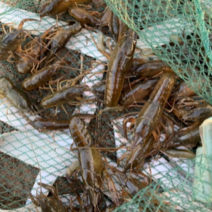 小龙虾虾苗价格－小龙虾种虾批发－小龙虾苗