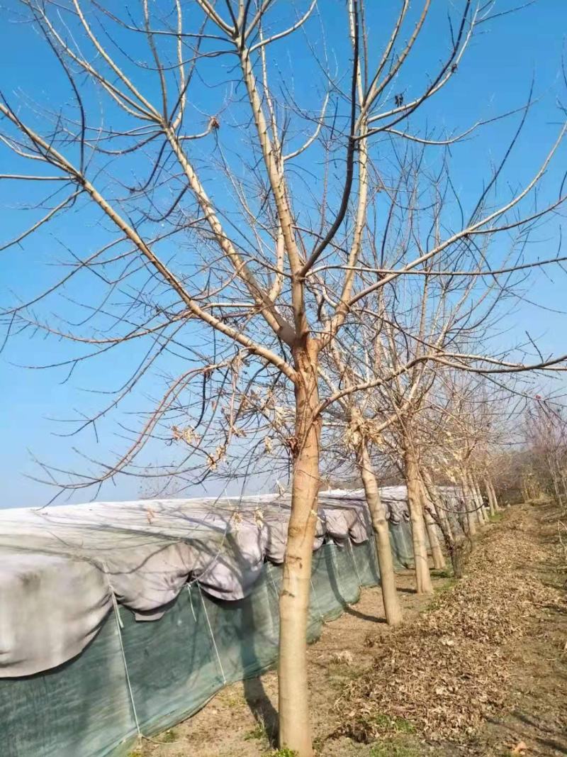 金叶复叶戚12-20公分的，量大