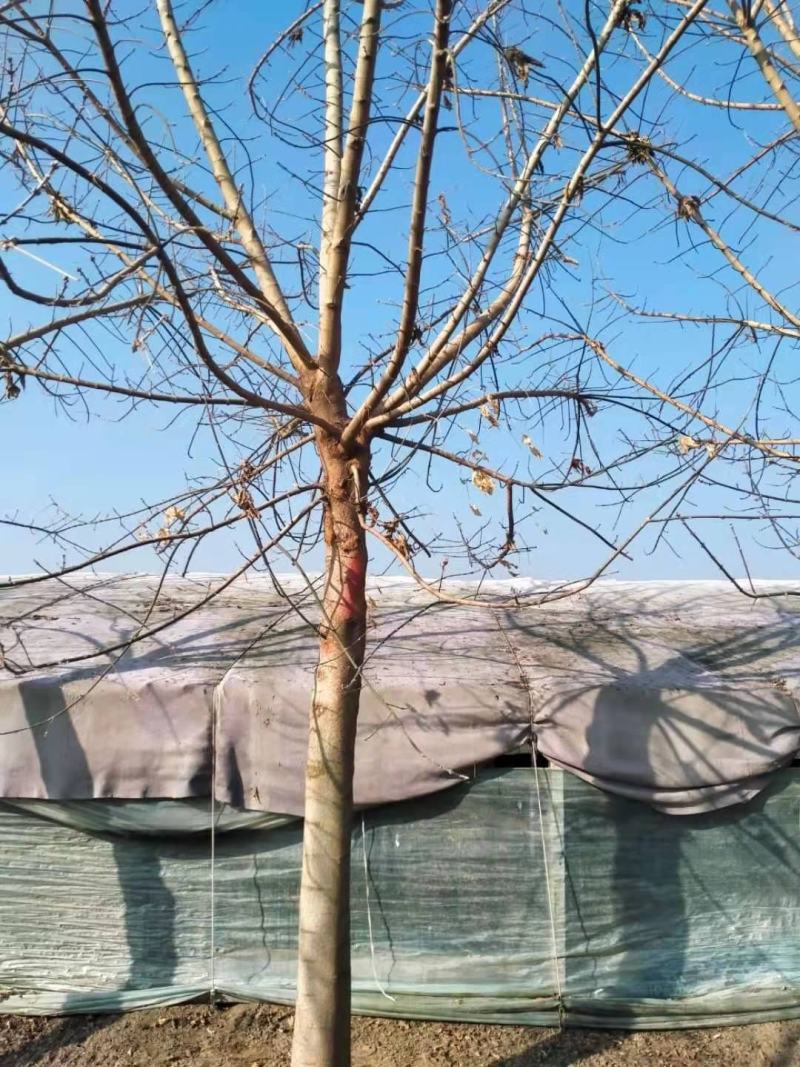 金叶复叶戚12-20公分的，量大