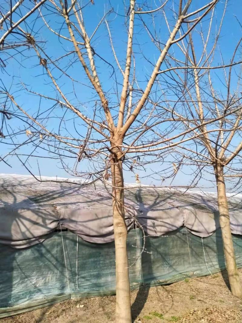 金叶复叶戚12-20公分的，量大