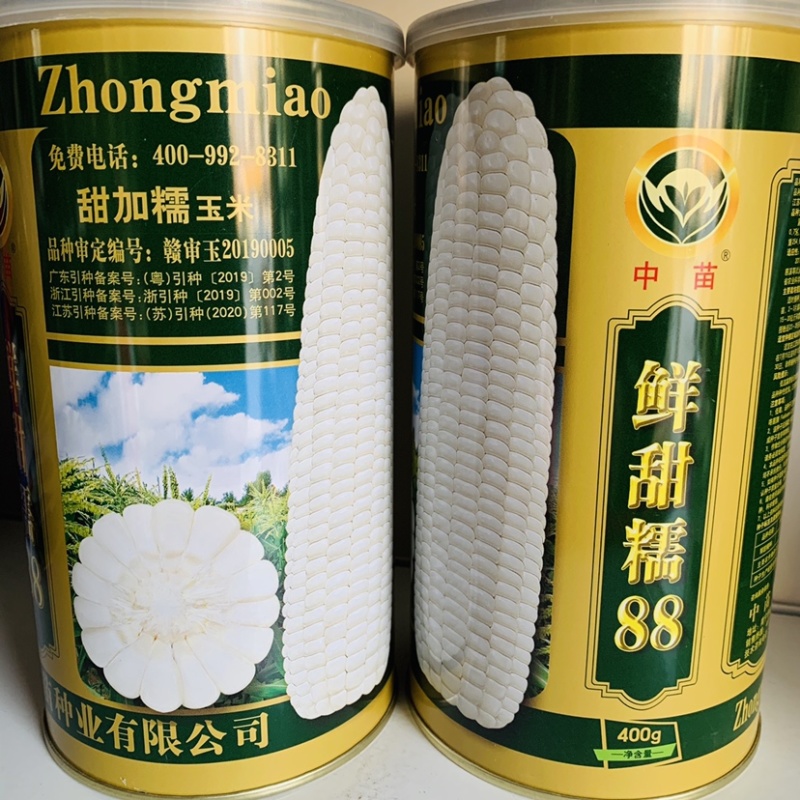 大棒又甜又糯甜加糯玉米种子高产鲜甜糯88基地专用玉米种