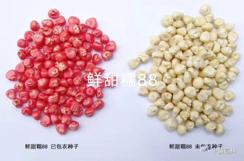 大棒又甜又糯甜加糯玉米种子高产鲜甜糯88基地专用玉米种