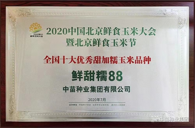 大棒又甜又糯甜加糯玉米种子高产鲜甜糯88基地专用玉米种