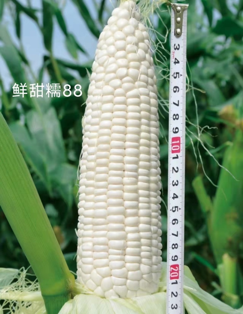 大棒又甜又糯甜加糯玉米种子高产鲜甜糯88基地专用玉米种