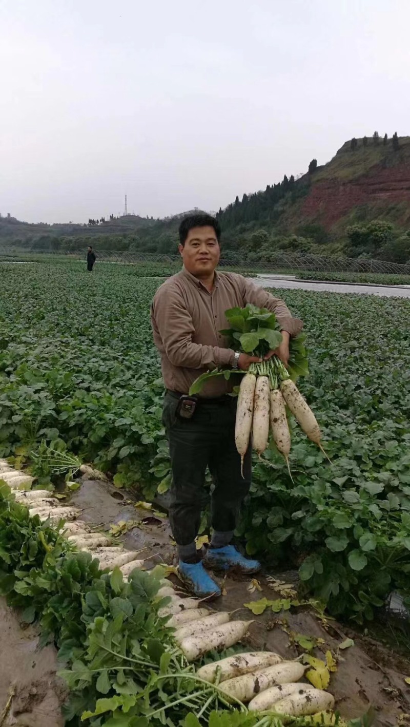 白萝卜种子较耐抽薹、光泽度好、基地直供、大面积种植