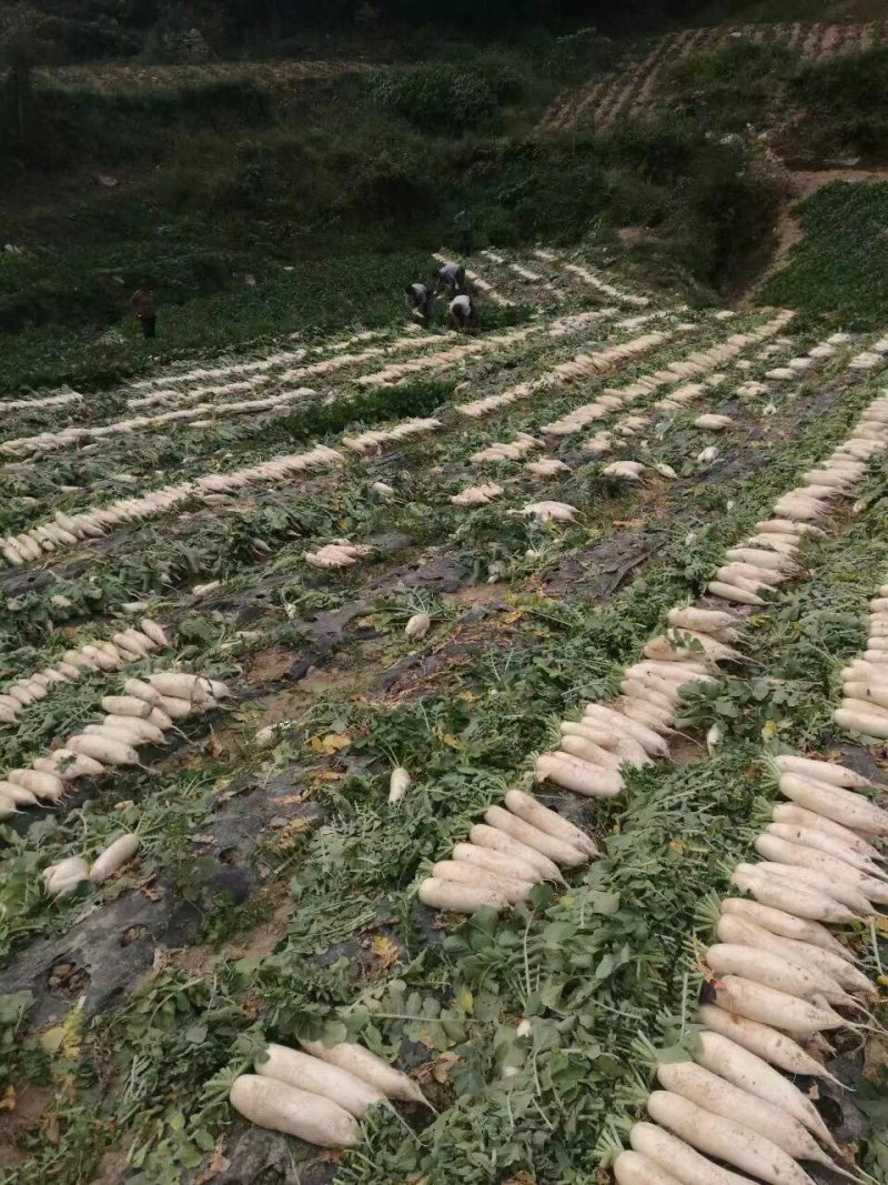 白萝卜种子较耐抽薹、光泽度好、基地直供、大面积种植