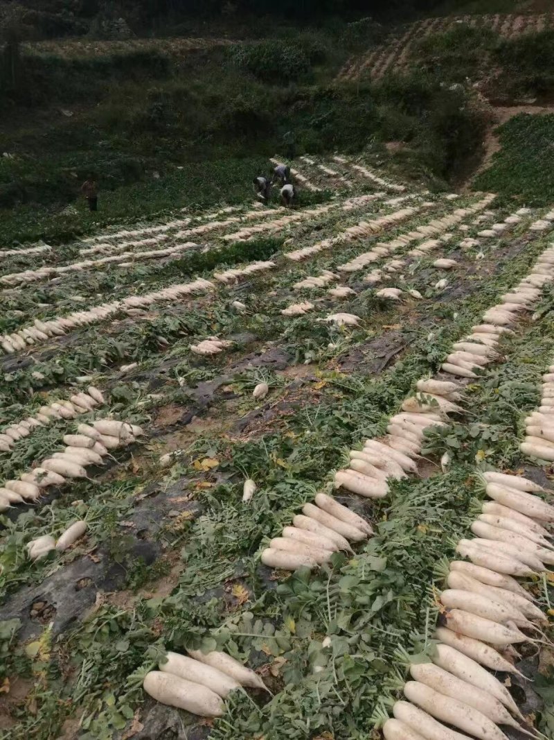 白萝卜种子较耐抽薹、光泽度好、基地直供、大面积种植