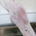 厂家直销一级二级樱桃谷瘦肉型白条鸭