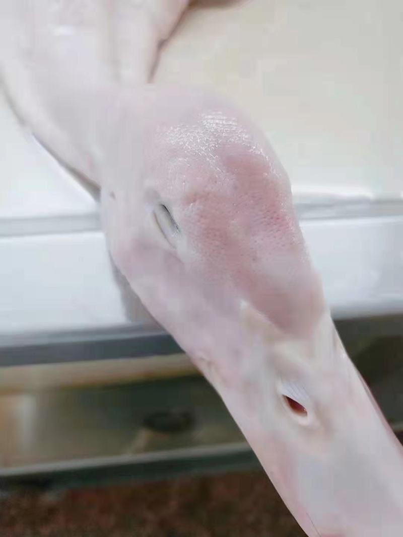 厂家直销一级二级樱桃谷瘦肉型白条鸭